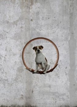 Animal Shelter
